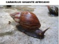 METODOLOGIA DE COMBATE E CONTROLE AO CARAMUJO GIGANTE AFRICANO